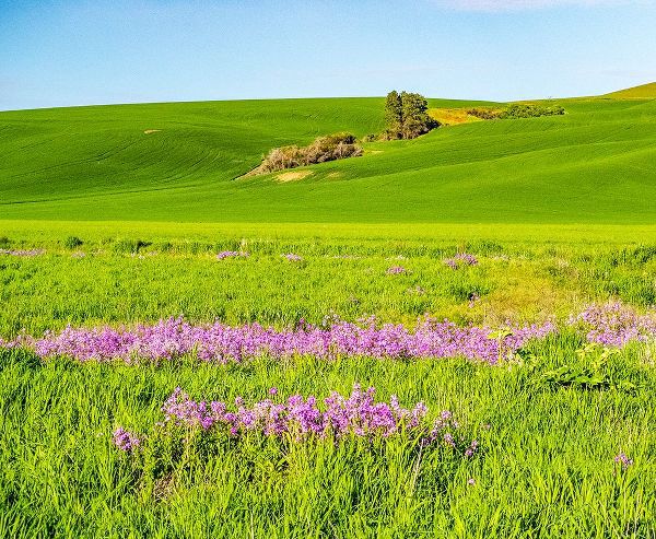 Gulin, Sylvia 아티스트의 USA-Washington State-Palouse wheat fields and dollar plant in bloom near Pulman작품입니다.